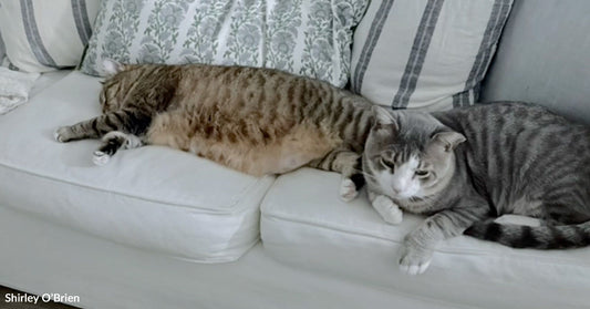 Two tabby cats relax side by side on a white couch with decorative pillows, one stretched out and the other resting with paws tucked under.