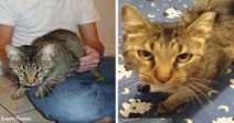 Split image showing a thin gray tabby cat sitting on a person’s lap beside a close-up of the same cat standing on a blue blanket.