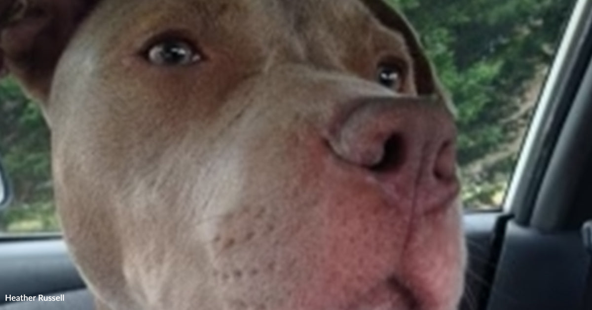 Medical doctors Thought Injured Canine Would By no means Stroll, However He Proved Them All Mistaken Medical doctors Thought Injured Canine Would By no means Stroll, However He Proved Them All Mistaken