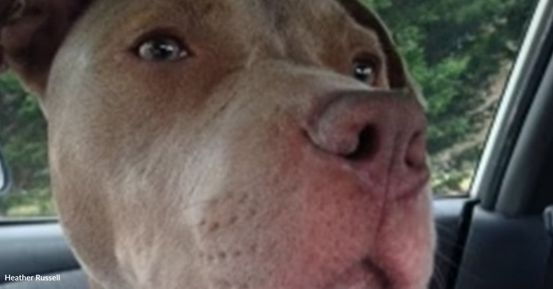 Close-up of a brown dog with a white chest sitting in a car.