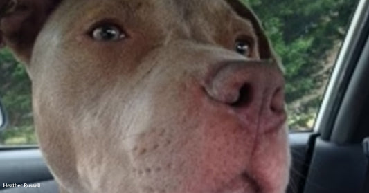Close-up of a brown dog with a white chest sitting in a car.