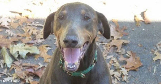 Elderly Stray Doberman Has 'Happy Feet', Despite Her Predicament
