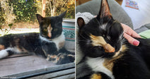 On the left, a calico cat lounges on a wooden windowsill outdoors; on the right, a calico cat sleeps contentedly while a hand gently pets it.
