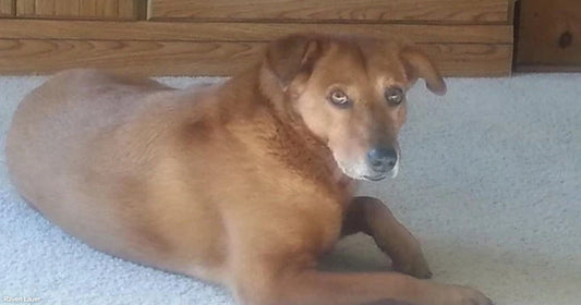 A golden-brown dog lies on beige carpet in front of a wooden dresser, looking directly at the camera.