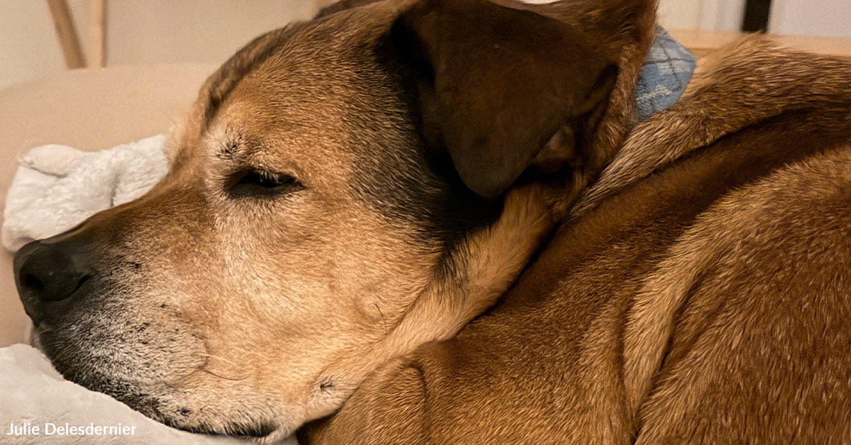 Destiny Intervened When a Rescue Canine and Cat Refused to Be Neglected Destiny Intervened When a Rescue Canine and Cat Refused to Be Neglected