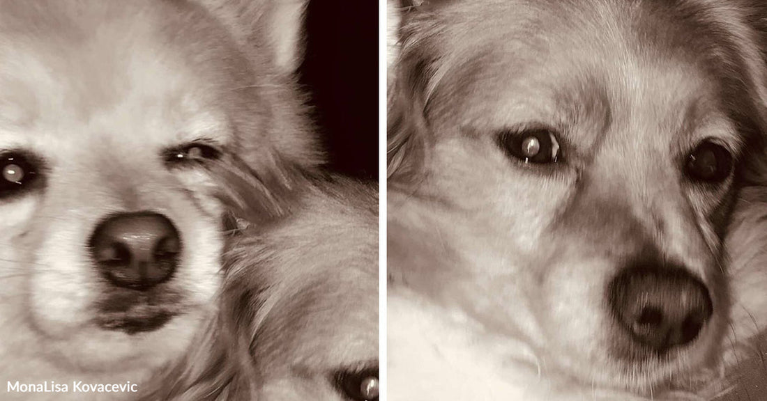 Sepia-toned split photo of two fluffy small dogs.