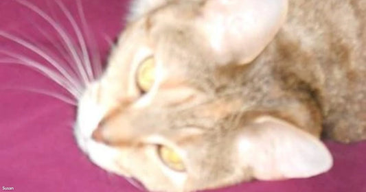 A brown tabby cat lies on its side on a purple surface, gazing forward with golden eyes.