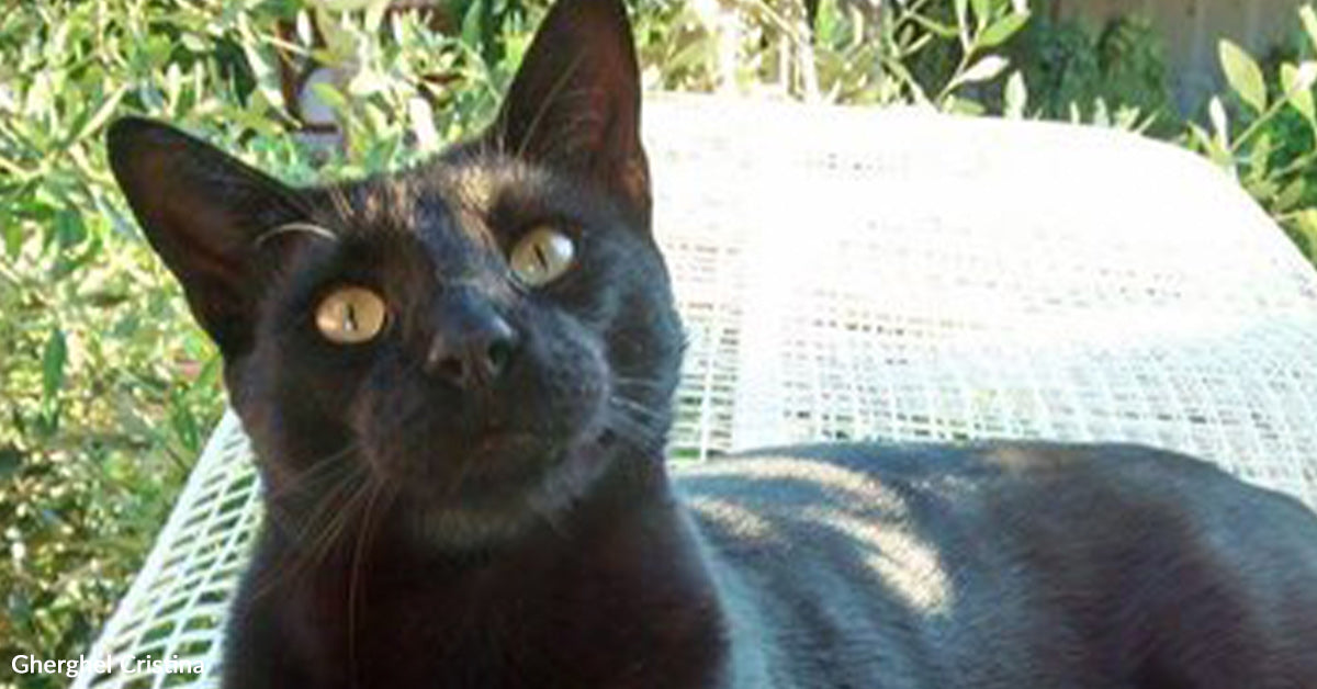 Lonely Kitten Waits Outdoors Office And Wins A Coronary heart By Dinnertime Lonely Kitten Waits Outdoors Office And Wins A Coronary heart By Dinnertime