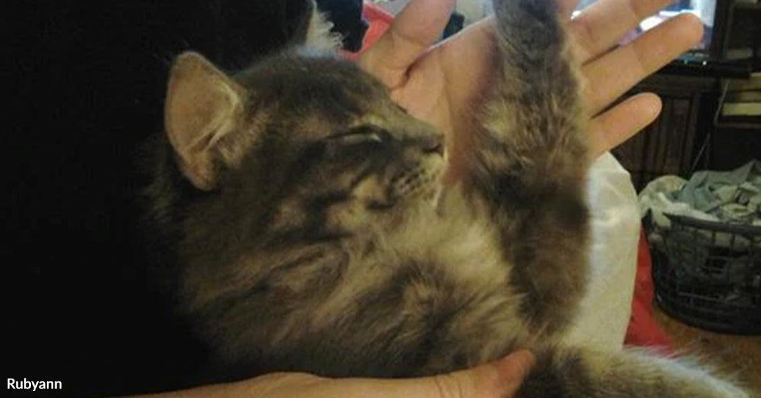 Fluffy gray tabby kitten lying in someone’s arms with one paw raised, eyes closed as if mid-stretch.