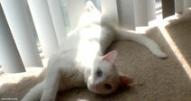 A white cat with blue eyes stretches out on a sunlit carpet beside vertical window blinds.