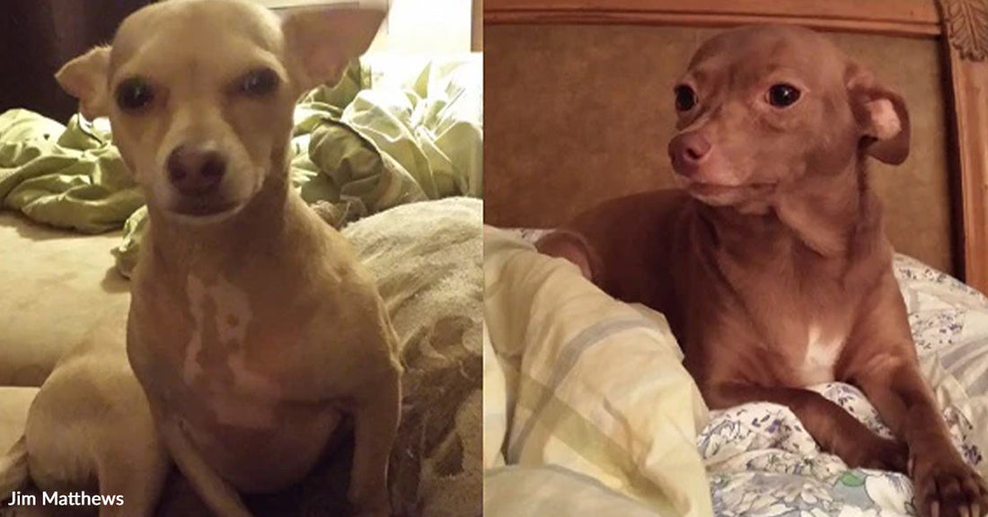 Side-by-side photos of a small tan Chihuahua sitting upright on a bed and lying under blankets looking to the side.