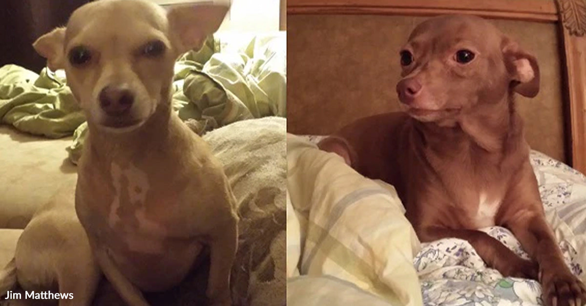 Grieving Family Finds Unexpected Healing When Two Tiny Rescue Dogs ...