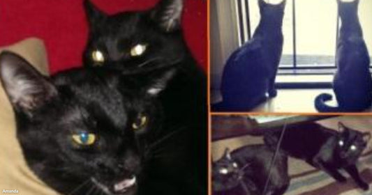 A Halloween-themed photo collage features several black cats and one tuxedo cat posing indoors, accompanied by a festive orange "Happy Halloween" greeting.