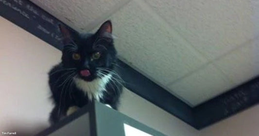  A black and white tuxedo cat perches on top of a tall cabinet near the ceiling, staring down with wide eyes.