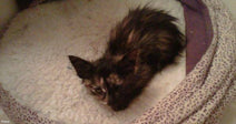 A small dark tortoiseshell kitten rests curled up inside a cozy round pet bed lined with white fleece.