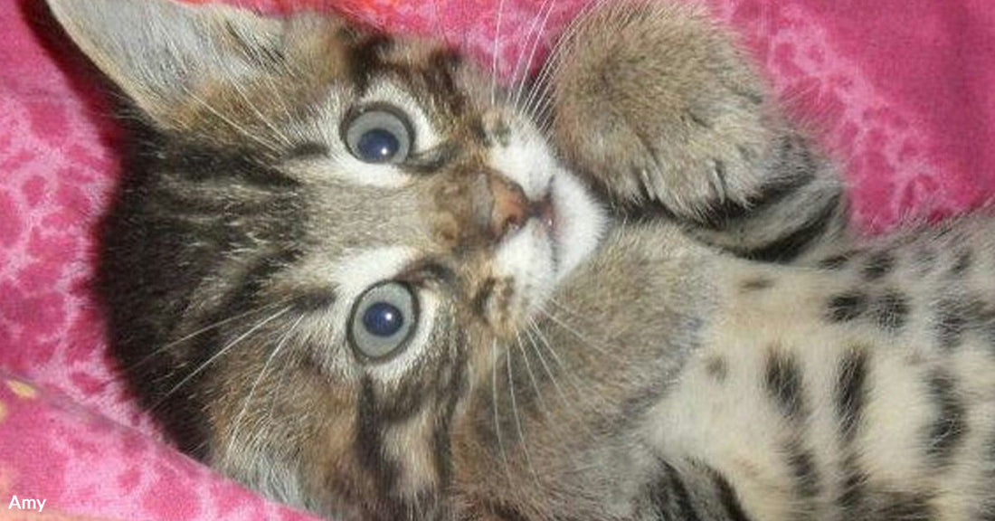 One Cat's Journey From Truck Stop Rescue to Emotional Anchor at Home