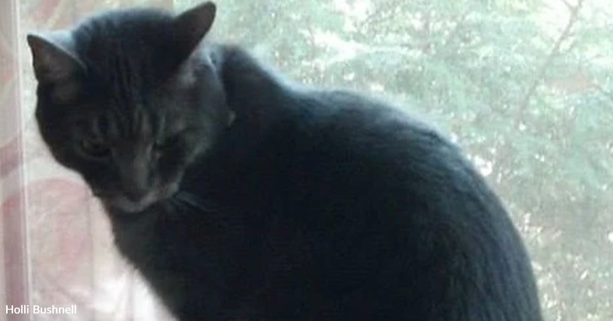 Tiny Castoff Cat With A Unusual Meow Turns into The Heartbeat Of A As soon as Empty House Tiny Castoff Cat With A Unusual Meow Turns into The Heartbeat Of A As soon as Empty House