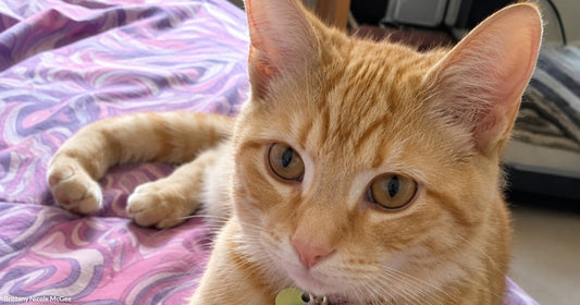 An orange tabby cat wearing a colorful tag rests on a striped pink blanket indoors.