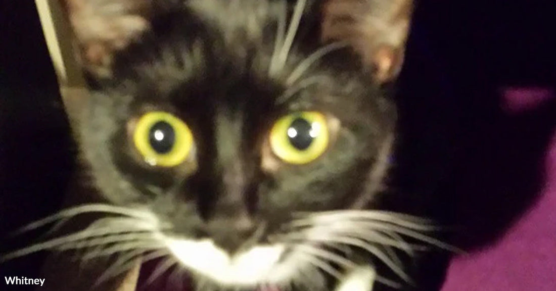 Close-up of a black-and-white tuxedo cat with wide yellow eyes and long white whiskers staring toward the camera in dim light.