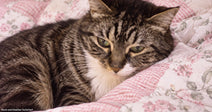 A gray tabby cat with green eyes rests on a pink floral quilt, gazing drowsily at the camera.