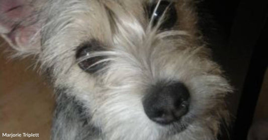 Puppy Finally Finds Forever Home After Sixth Try