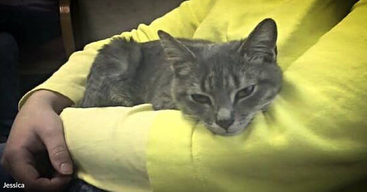 Gray tabby cat curled up on someone’s arm, eyes half closed in a relaxed pose.