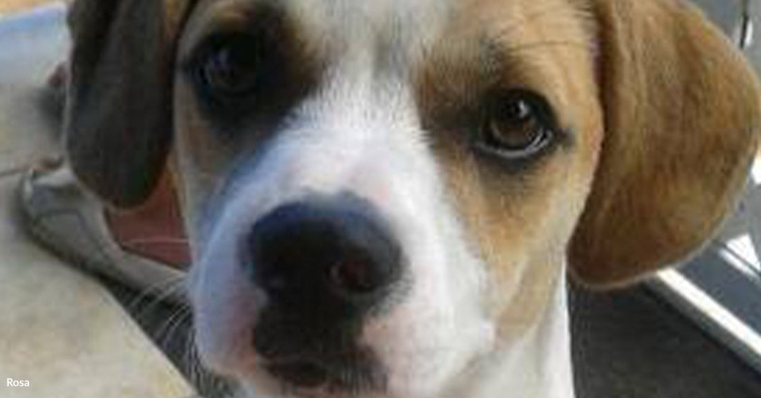 Dog sitting in car, gazing out the window with interest.
