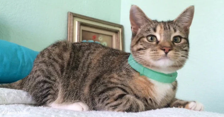 Tiny Kitten Cries For Help Beneath A Storm Drain | The Animal Rescue Site