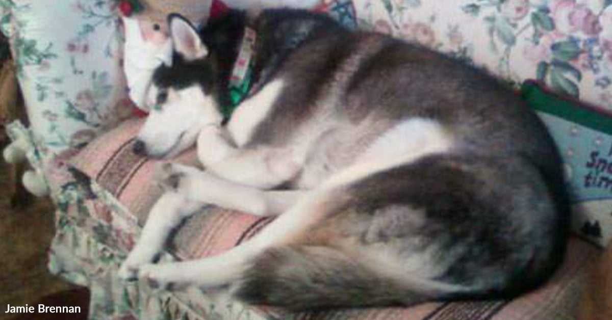 Husky With A Huge ‘Aroo’ Helps Household Heal After Heartbreak Husky With A Huge ‘Aroo’ Helps Household Heal After Heartbreak