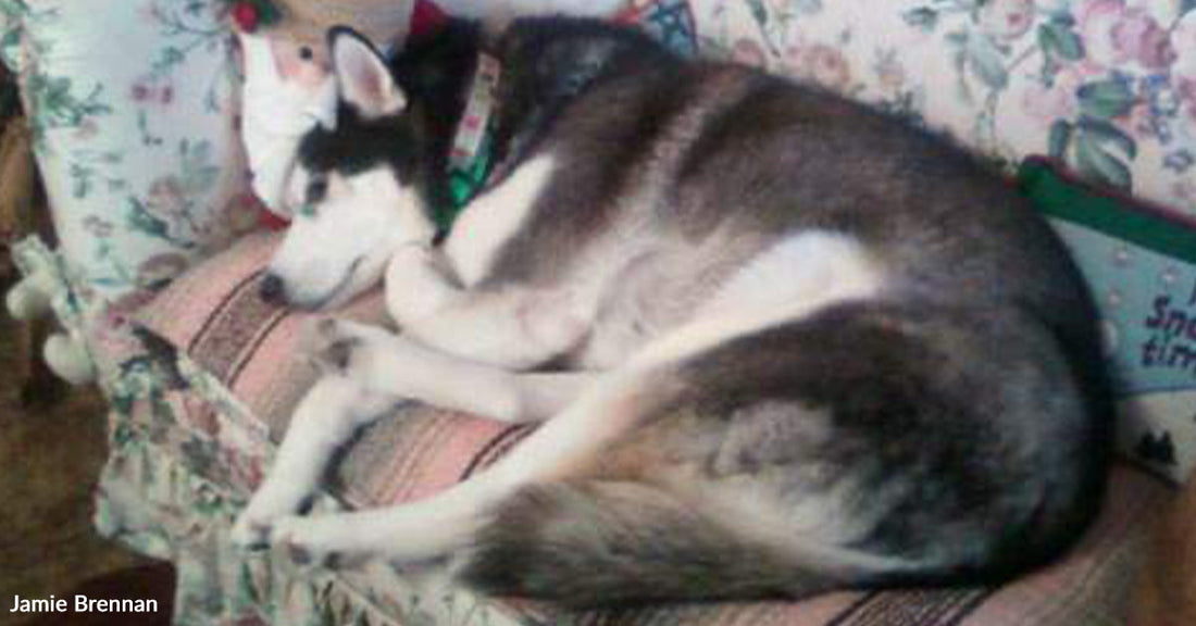 A husky sleeps curled up on a patterned couch indoors with its head resting on a cushion.