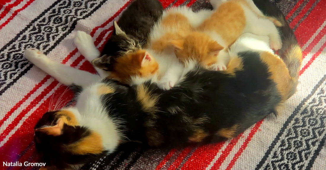 Calico mother cat curled around three orange-and-white kittens sleeping on a red striped blanket.