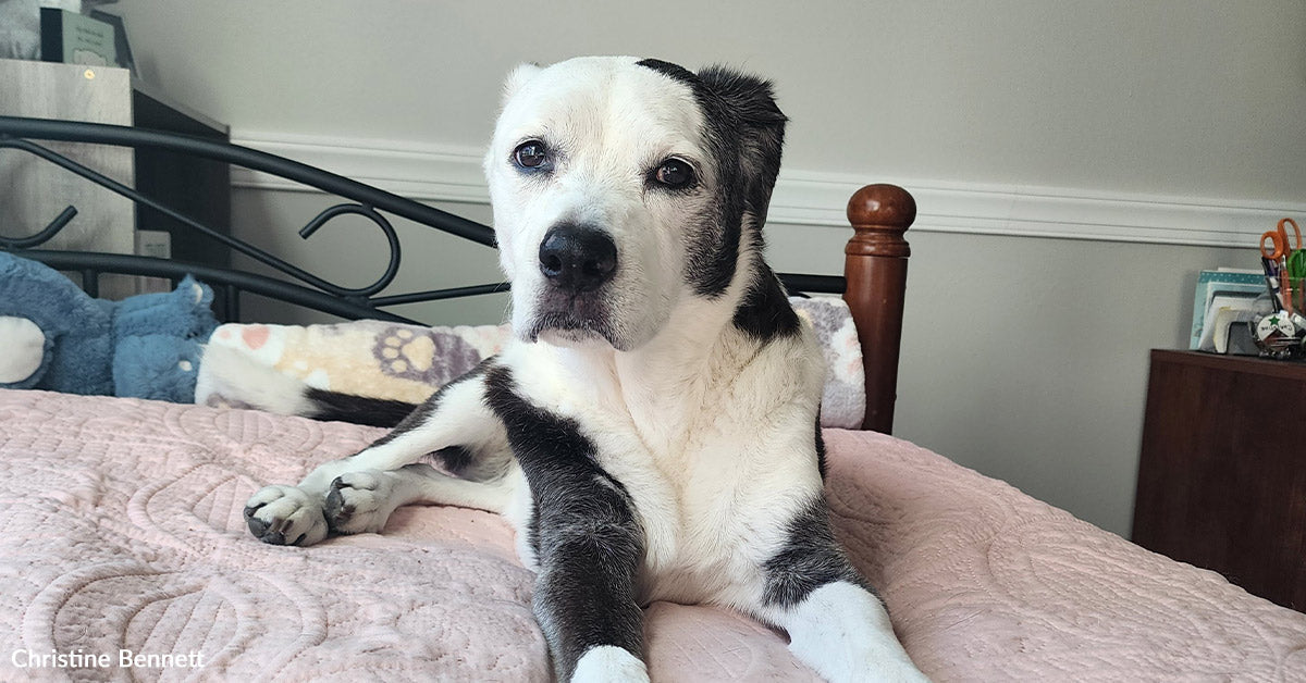 Grieving Canine Mother Finds Hope In Shelter Pet Who Modifications All the pieces Grieving Canine Mother Finds Hope In Shelter Pet Who Modifications All the pieces