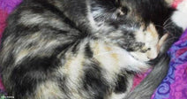A tortoiseshell cat sleeps curled into a tight ball on a colorful patchwork blanket.