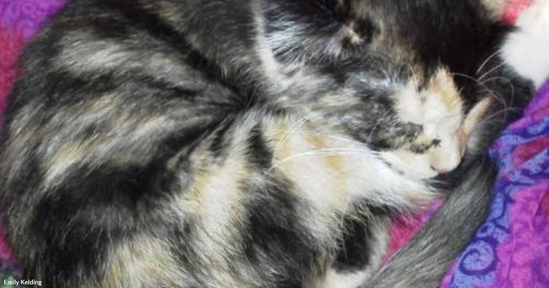 A tortoiseshell cat sleeps curled into a tight ball on a colorful patchwork blanket.