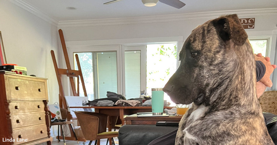 Large brindle dog sitting upright on a black couch, looking alert inside a home.