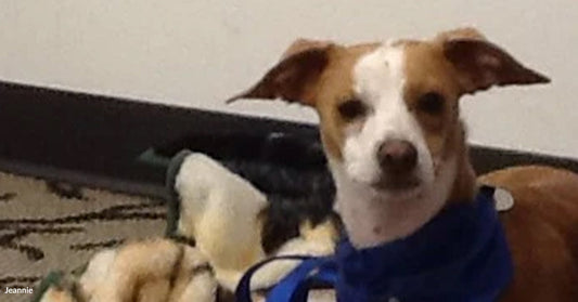 Brown and white dog wearing a blue bandana lays on a blanket indoors.