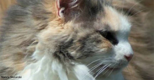 Cat Spends Years Wandering Homes Until She Picks a Permanent One