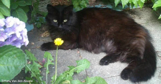Woman Rescues Stinky Disheveled Cat Before His Owner Abandons Him
