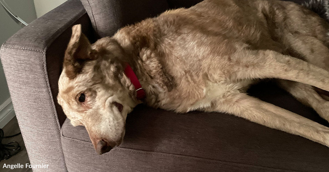 Senior dog stretched out on a brown armchair, resting head on the armrest and wearing a red collar.