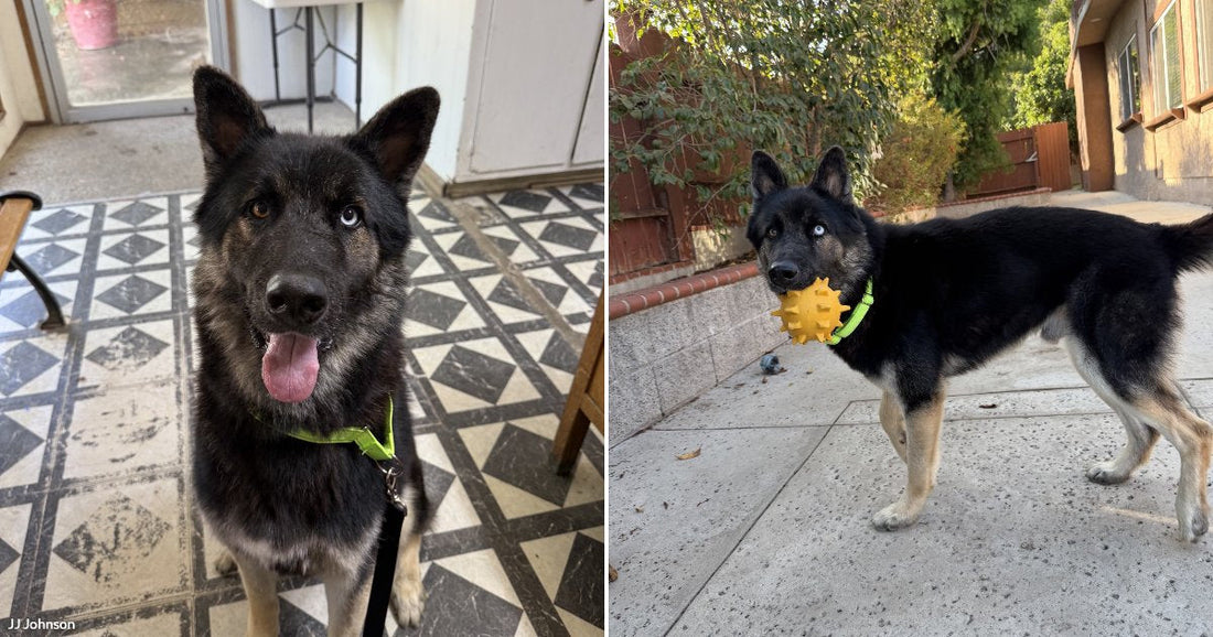 On the left, a black-and-tan German Shepherd mix with heterochromia sits indoors on patterned tile; on the right, the same dog stands outside holding a yellow spiky ball.