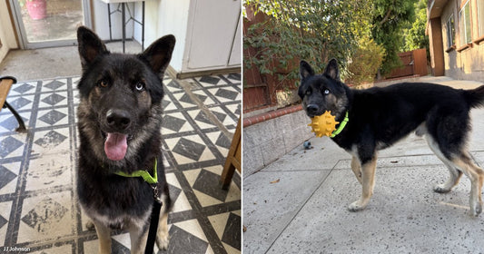 On the left, a black-and-tan German Shepherd mix with heterochromia sits indoors on patterned tile; on the right, the same dog stands outside holding a yellow spiky ball.
