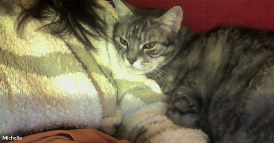 Gray tabby cat resting against a person’s chest, partially wrapped in a soft blanket.