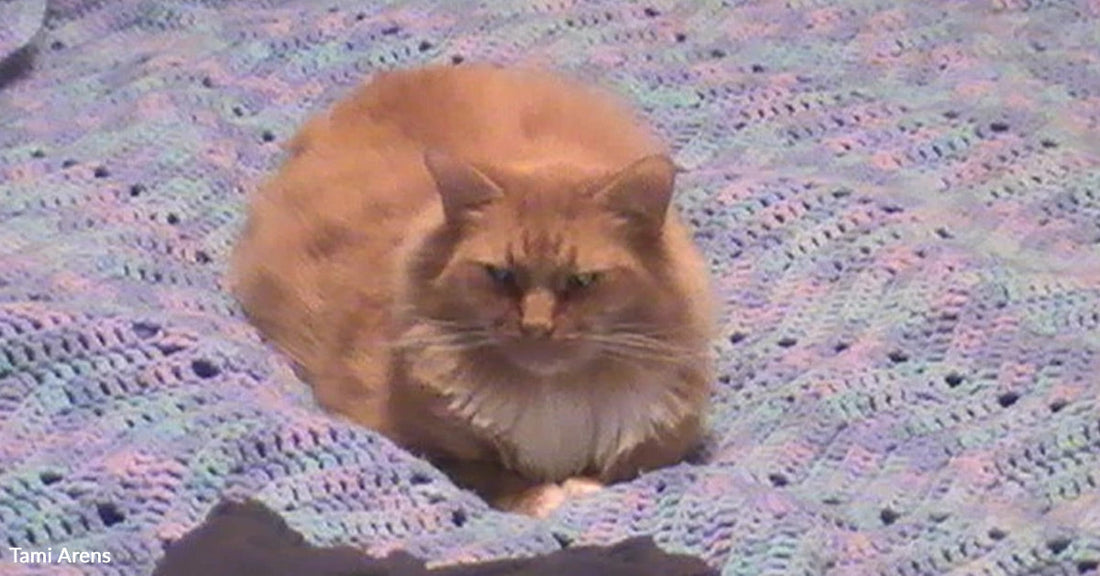 Long-haired orange cat loafing on a pastel crocheted blanket, facing the camera indoors.