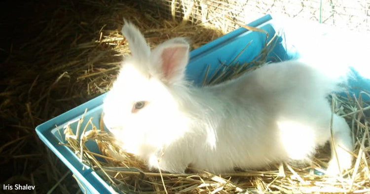 Woman Saves Abandoned Rabbit From Being Released Into the Wild | The ...