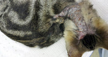 Cat with a shaved patch and visible wound on its side, resting on a towel.
