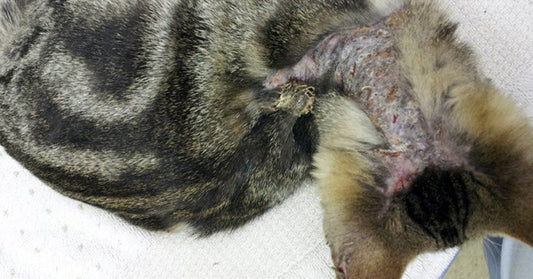 Cat with a shaved patch and visible wound on its side, resting on a towel.