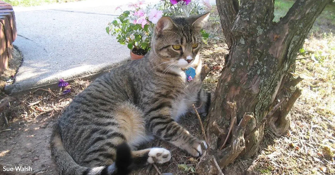 Gray tabby cat with a blue tag sitting outdoors beside a tree and potted flowers.