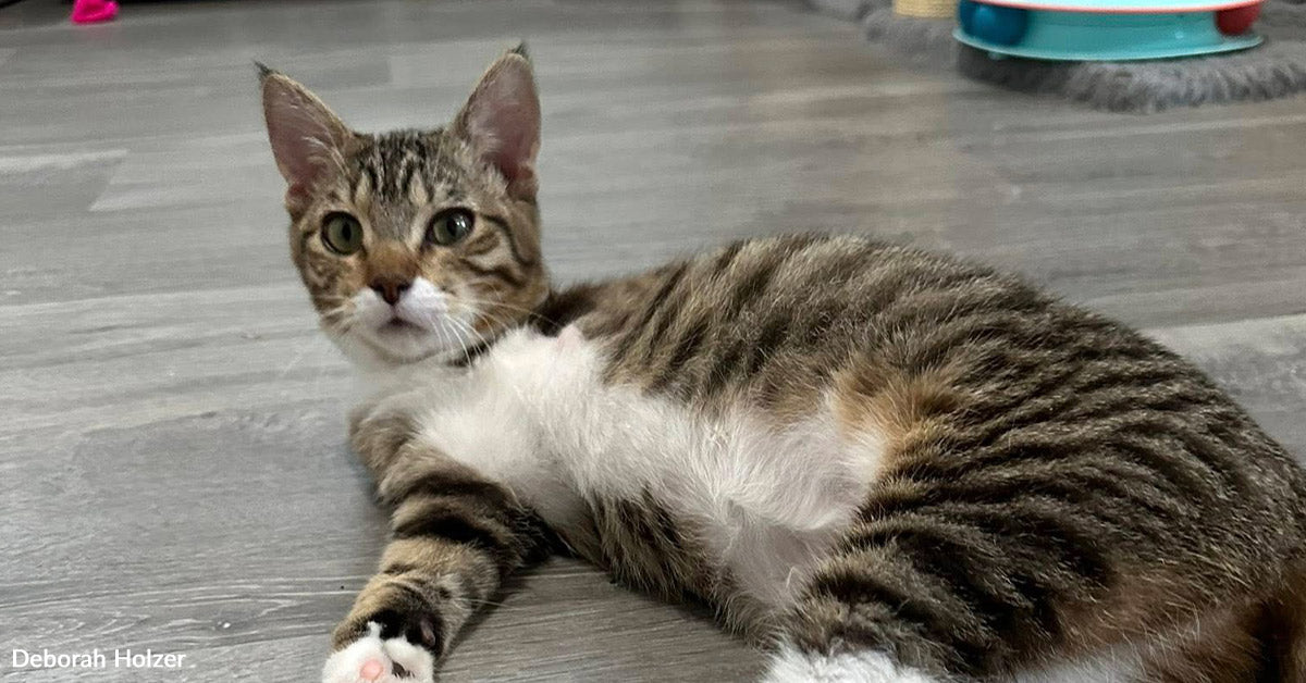 Tiny Cat Survives Automotive Engine Horror And Fights Again On Three Legs Tiny Cat Survives Automotive Engine Horror And Fights Again On Three Legs