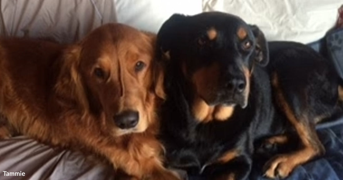 Golden retriever and black-and-tan dog lying close together on a bed, heads touching.
