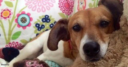 Terrified Dog Without a Name Finds the Right Family to Take Her Home